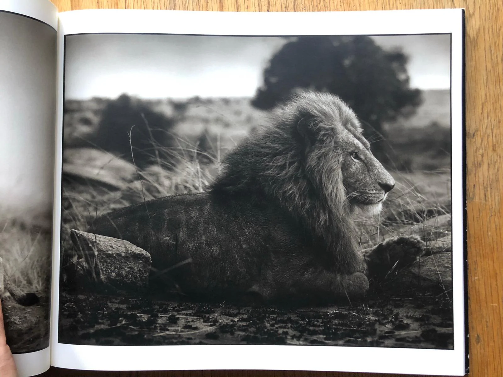 Across the Ravaged Land - Image 6