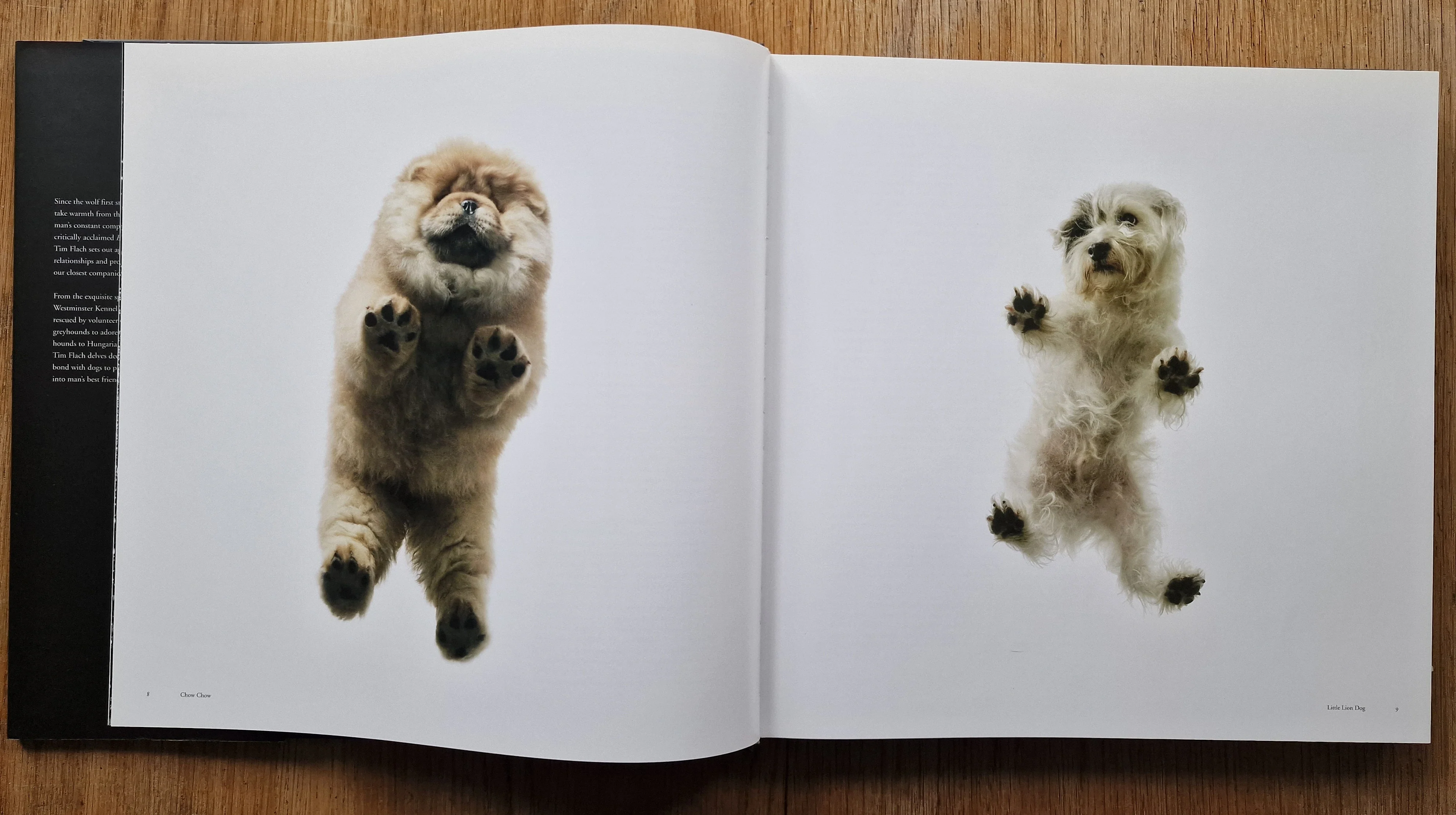 Dogs / Gods - Image 3