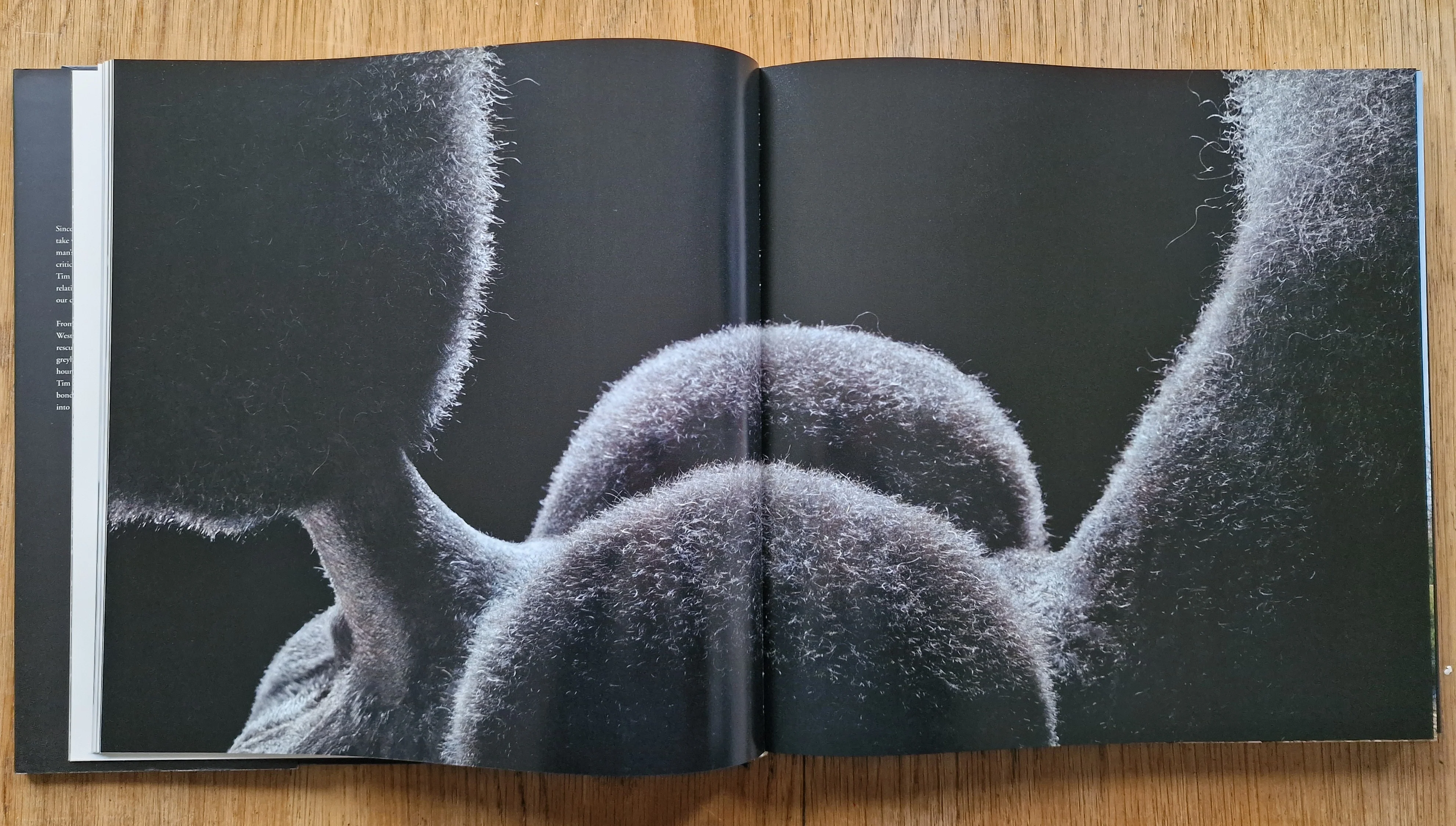 Dogs / Gods - Image 4