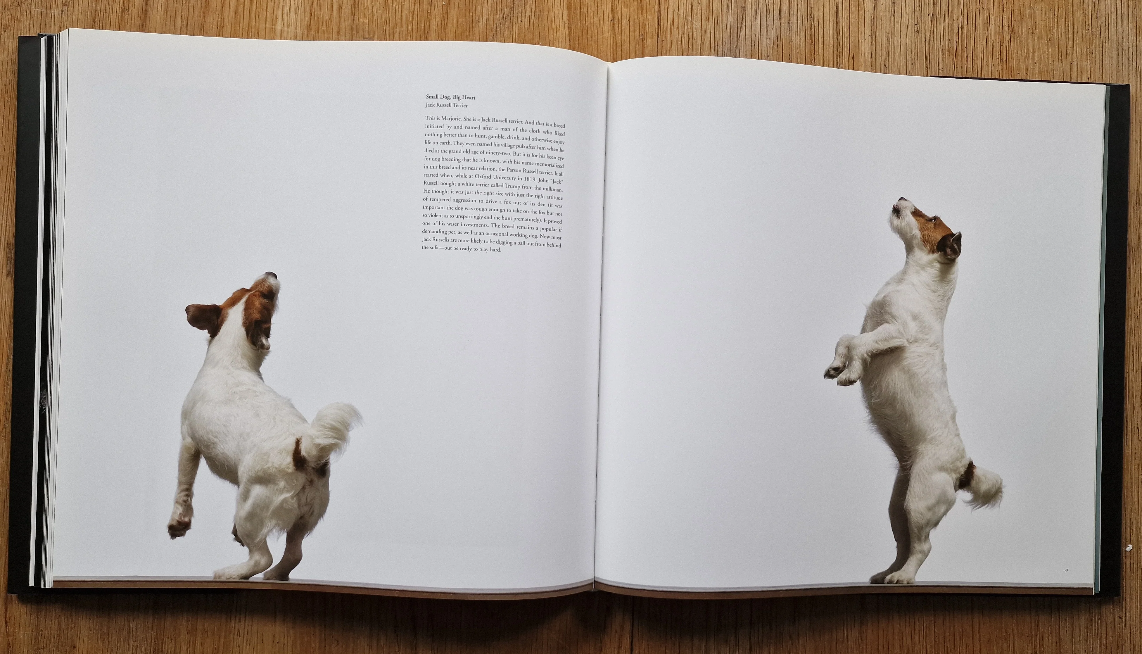 Dogs / Gods - Image 5