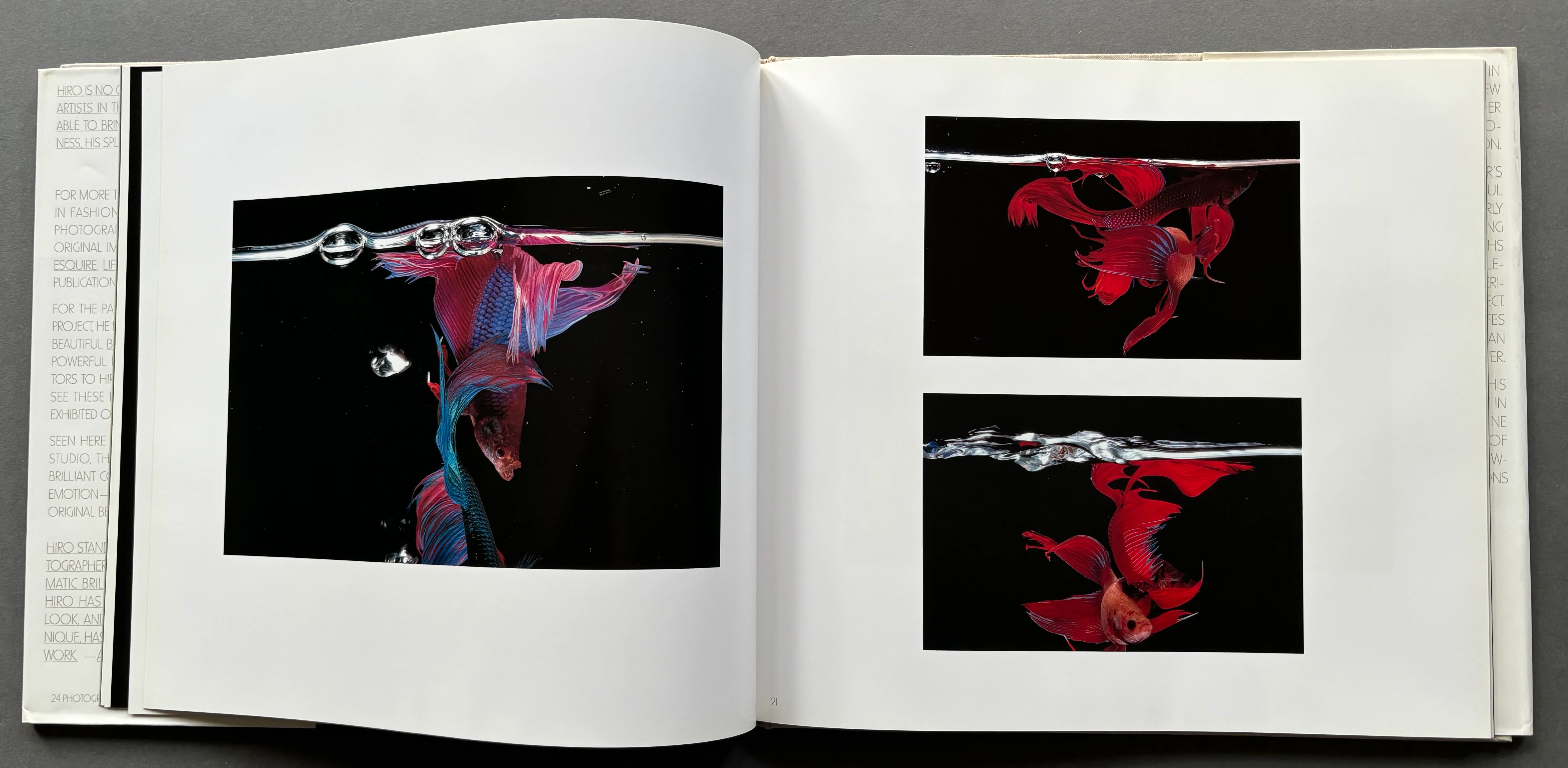 Fighting Fish / Fighting Birds - Image 3
