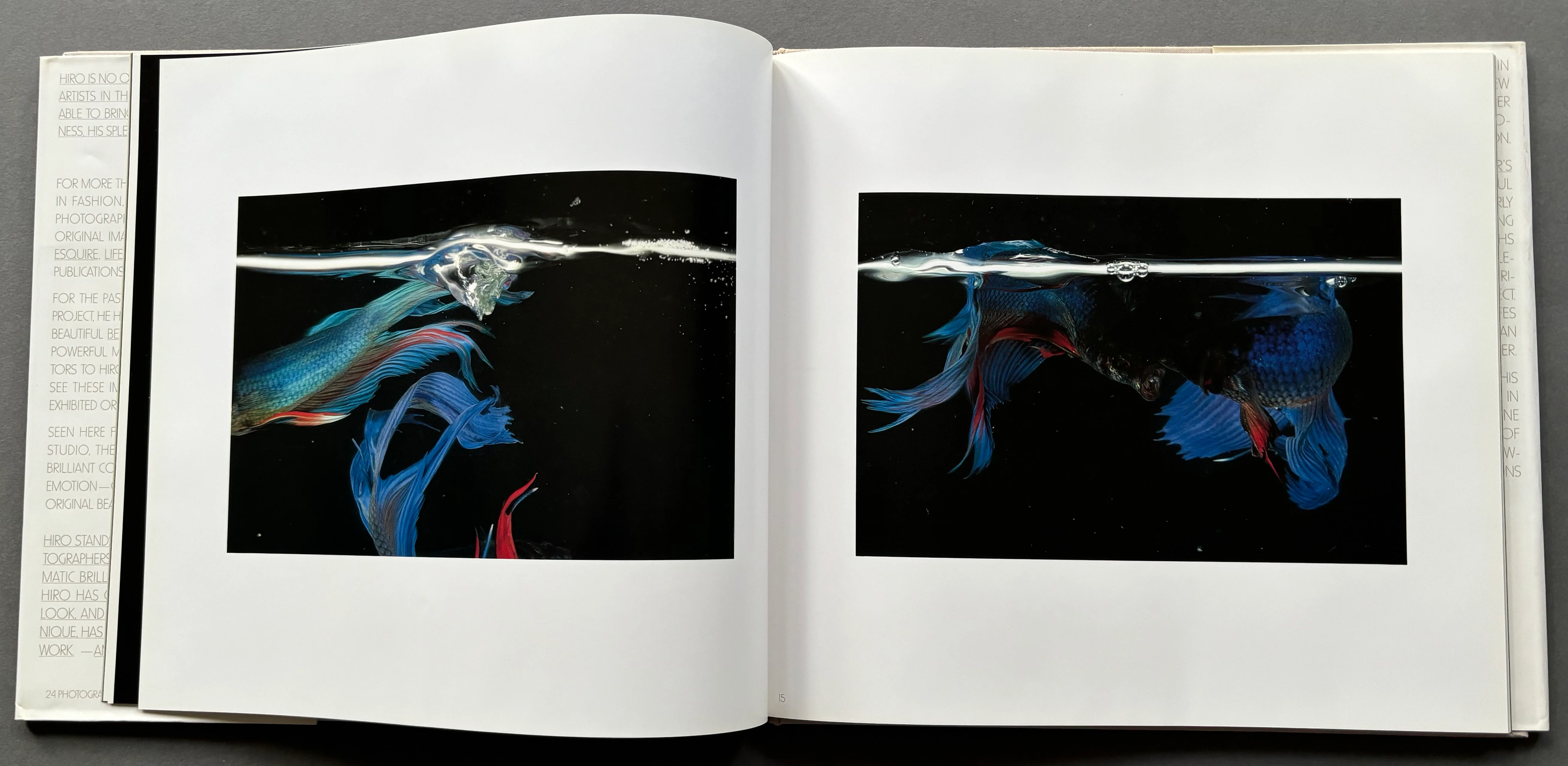 Fighting Fish / Fighting Birds - Image 5