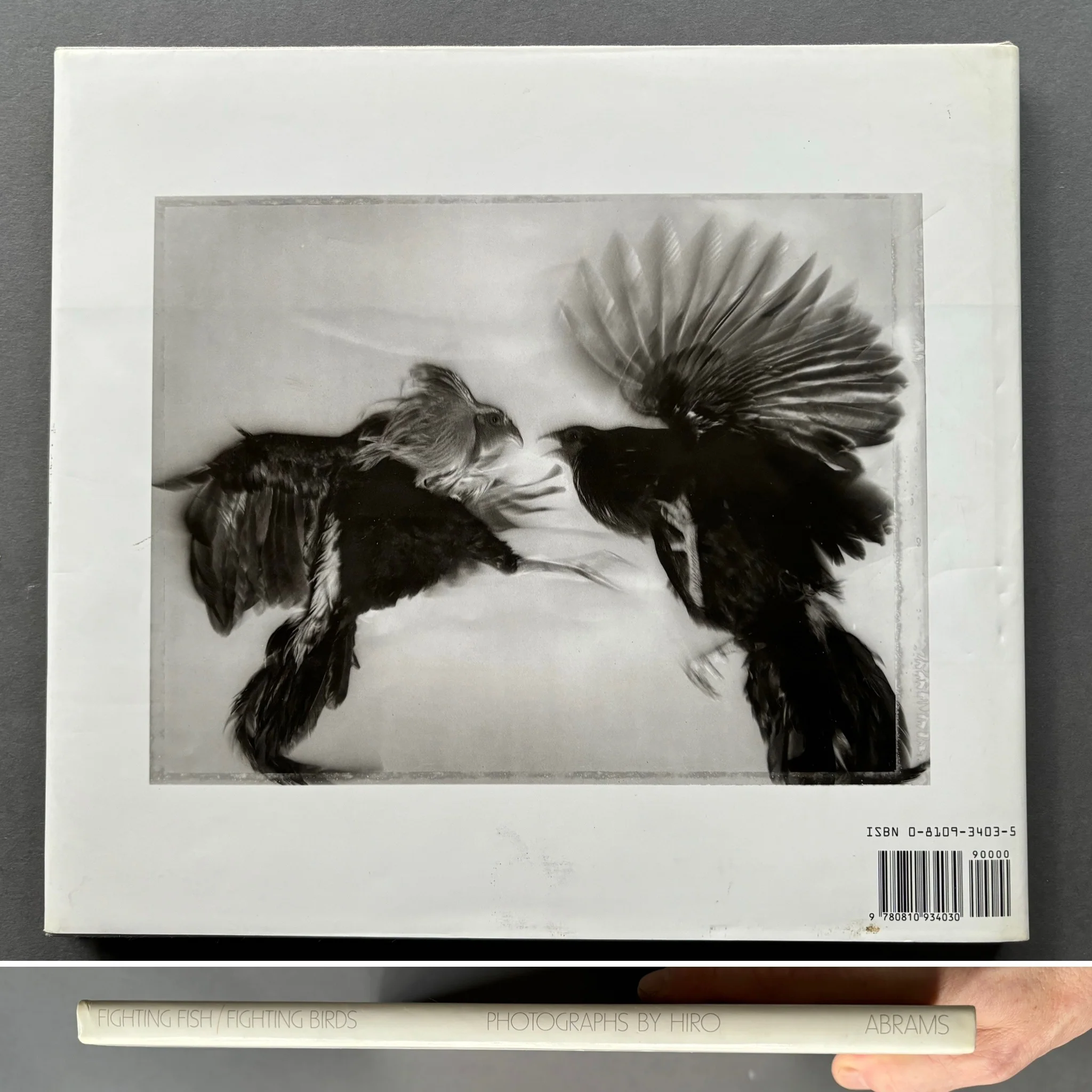Fighting Fish / Fighting Birds - Image 7