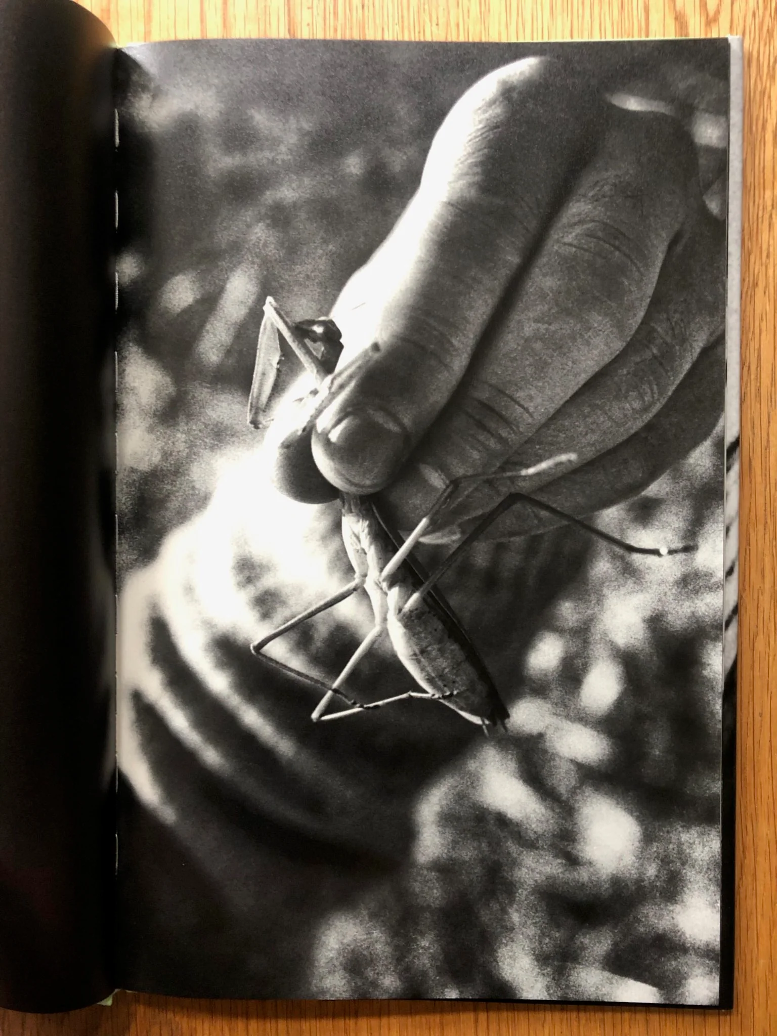 Mantis - Image 4