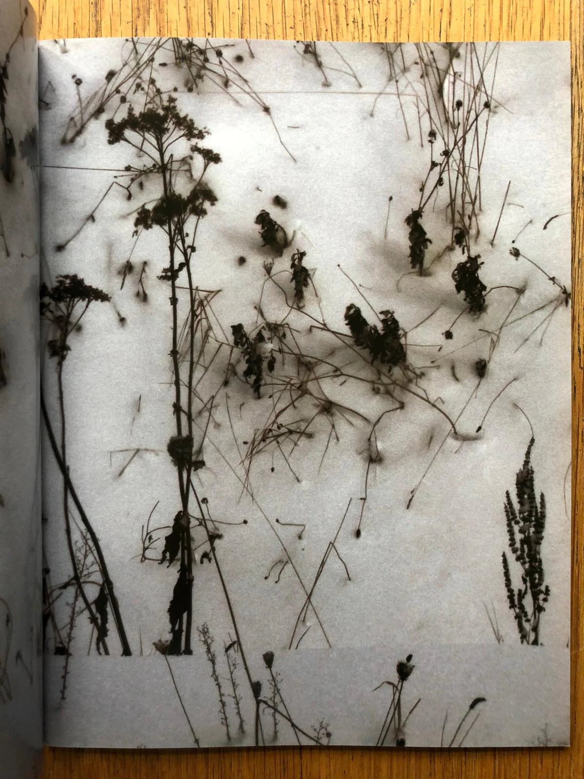 Record NO.14 - Image 5