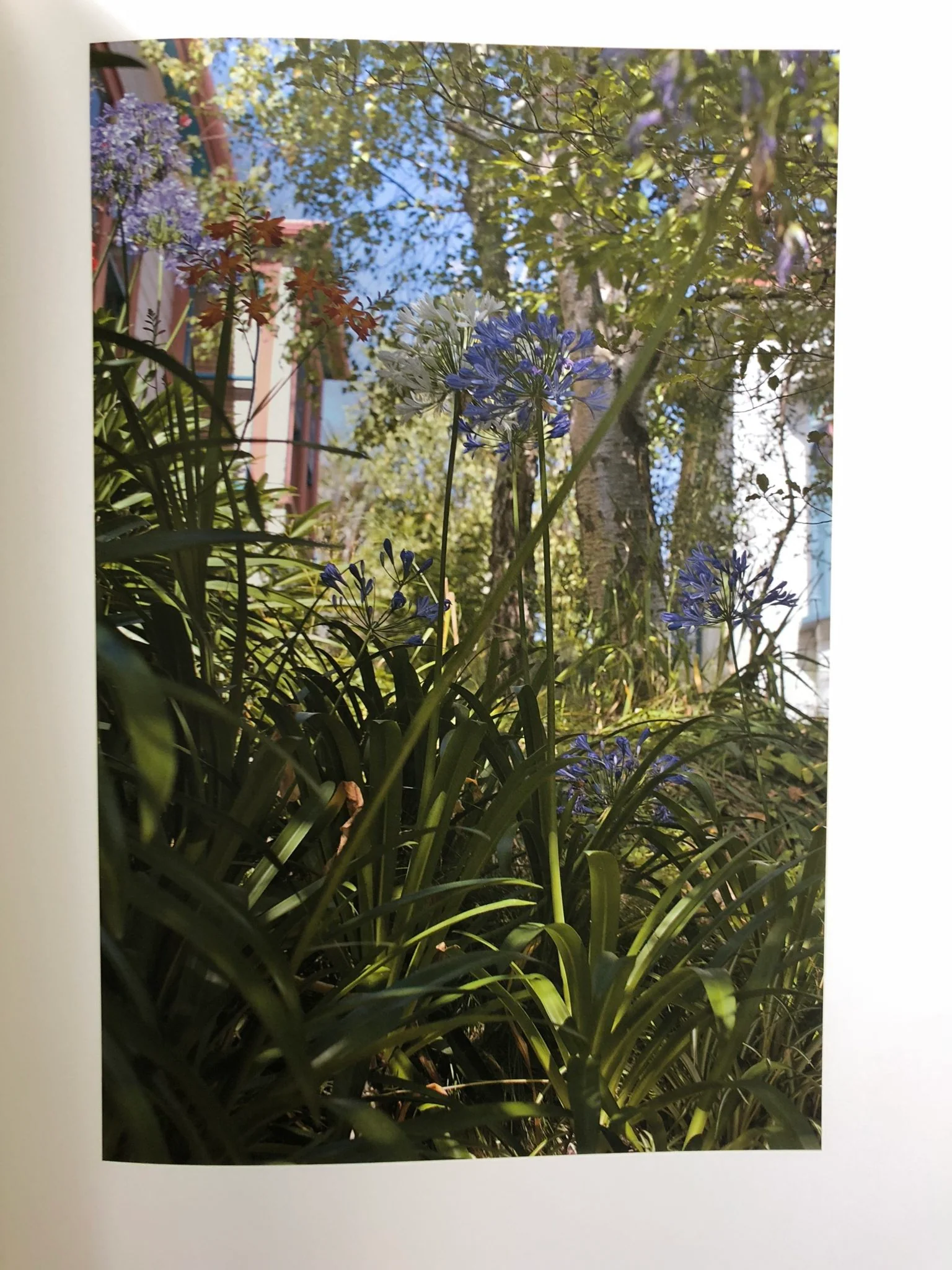 The Auckland Project - Image 7