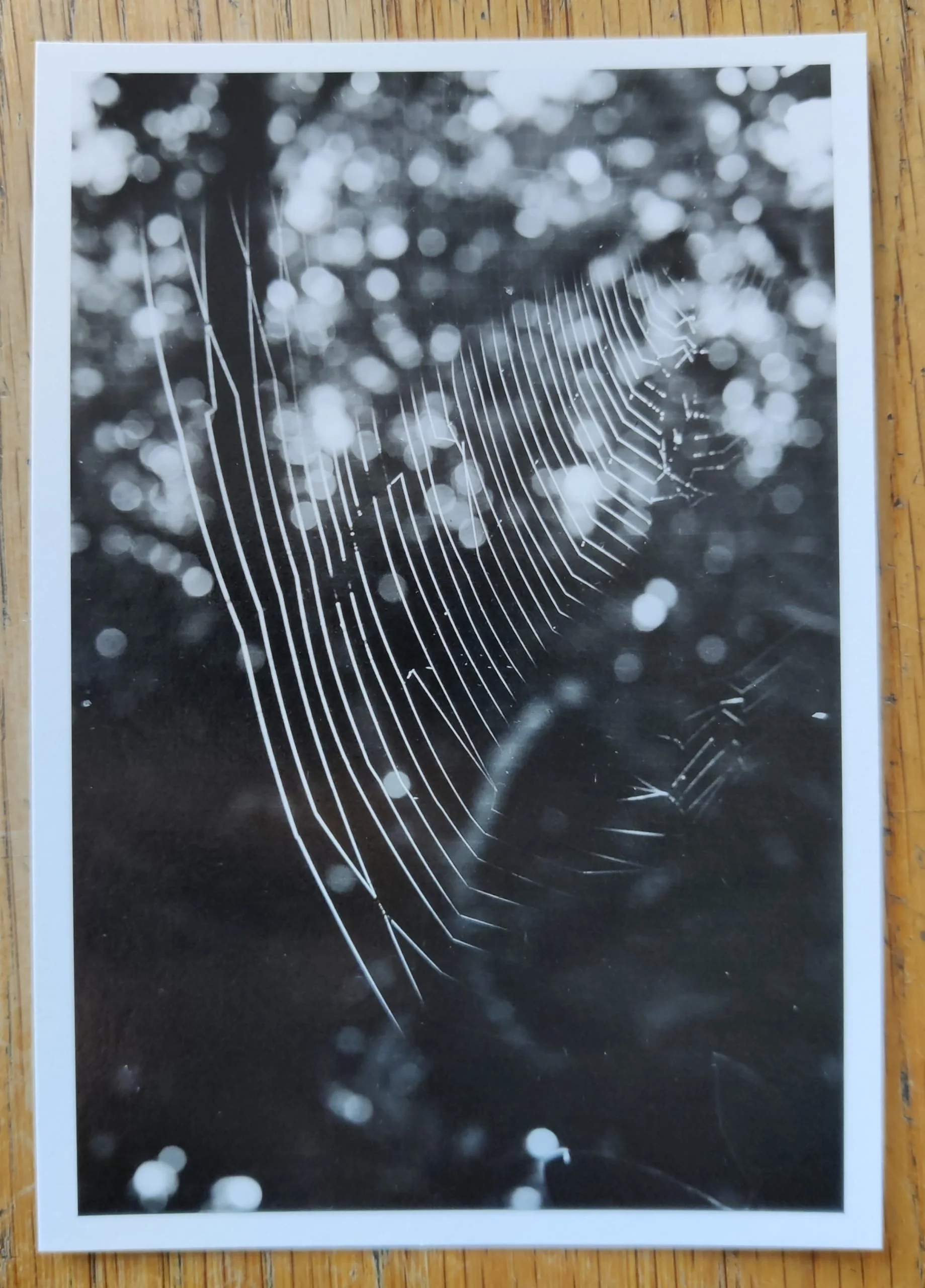 This Land - Image 3